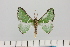  ( - BC_ZSM_Lep_121321)  @11 [ ] by-nc-sa (2025) SNSB, Staatliche Naturwissenschaftliche Sammlungen Bayerns ZSM (SNSB, Zoologische Staatssammlung Muenchen)