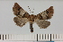  ( - BC_ZSM_Lep_121322)  @11 [ ] by-nc-sa (2025) SNSB, Staatliche Naturwissenschaftliche Sammlungen Bayerns ZSM (SNSB, Zoologische Staatssammlung Muenchen)