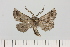  ( - BC_ZSM_Lep_121325)  @11 [ ] by-nc-sa (2025) SNSB, Staatliche Naturwissenschaftliche Sammlungen Bayerns ZSM (SNSB, Zoologische Staatssammlung Muenchen)