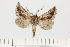  ( - BC_ZSM_Lep_121328)  @11 [ ] by-nc-sa (2025) SNSB, Staatliche Naturwissenschaftliche Sammlungen Bayerns ZSM (SNSB, Zoologische Staatssammlung Muenchen)