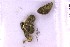  ( - BC_ZSM_Lep_121336)  @11 [ ] by-nc-sa (2025) SNSB, Staatliche Naturwissenschaftliche Sammlungen Bayerns ZSM (SNSB, Zoologische Staatssammlung Muenchen)