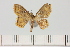  ( - BC_ZSM_Lep_121337)  @11 [ ] by-nc-sa (2025) SNSB, Staatliche Naturwissenschaftliche Sammlungen Bayerns ZSM (SNSB, Zoologische Staatssammlung Muenchen)