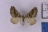  ( - BC_ZSM_Lep_121341)  @11 [ ] by-nc-sa (2025) SNSB, Staatliche Naturwissenschaftliche Sammlungen Bayerns ZSM (SNSB, Zoologische Staatssammlung Muenchen)