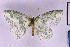  ( - BC_ZSM_Lep_121351)  @11 [ ] by-nc-sa (2025) SNSB, Staatliche Naturwissenschaftliche Sammlungen Bayerns ZSM (SNSB, Zoologische Staatssammlung Muenchen)