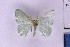  ( - BC_ZSM_Lep_121354)  @11 [ ] by-nc-sa (2025) SNSB, Staatliche Naturwissenschaftliche Sammlungen Bayerns ZSM (SNSB, Zoologische Staatssammlung Muenchen)