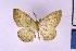  ( - BC_ZSM_Lep_121359)  @11 [ ] by-nc-sa (2025) SNSB, Staatliche Naturwissenschaftliche Sammlungen Bayerns ZSM (SNSB, Zoologische Staatssammlung Muenchen)