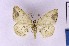  (Obolcola deocellata - BC_ZSM_Lep_121362)  @11 [ ] by-nc-sa (2025) SNSB, Staatliche Naturwissenschaftliche Sammlungen Bayerns ZSM (SNSB, Zoologische Staatssammlung Muenchen)