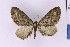  ( - BC_ZSM_Lep_121369)  @11 [ ] by-nc-sa (2025) SNSB, Staatliche Naturwissenschaftliche Sammlungen Bayerns ZSM (SNSB, Zoologische Staatssammlung Muenchen)