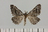  ( - BC_ZSM_Lep_121373)  @11 [ ] by-nc-sa (2025) SNSB, Staatliche Naturwissenschaftliche Sammlungen Bayerns ZSM (SNSB, Zoologische Staatssammlung Muenchen)