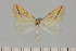  ( - BC_ZSM_Lep_121383)  @11 [ ] by-nc-sa (2025) SNSB, Staatliche Naturwissenschaftliche Sammlungen Bayerns ZSM (SNSB, Zoologische Staatssammlung Muenchen)
