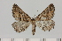  (Hypotephrina serrimargo - BC_ZSM_Lep_121387)  @11 [ ] by-nc-sa (2025) SNSB, Staatliche Naturwissenschaftliche Sammlungen Bayerns ZSM (SNSB, Zoologische Staatssammlung Muenchen)