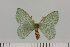  ( - BC_ZSM_Lep_121421)  @11 [ ] by-nc-sa (2025) SNSB, Staatliche Naturwissenschaftliche Sammlungen Bayerns ZSM (SNSB, Zoologische Staatssammlung Muenchen)