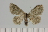  ( - BC_ZSM_Lep_121427)  @11 [ ] by-nc-sa (2025) SNSB, Staatliche Naturwissenschaftliche Sammlungen Bayerns ZSM (SNSB, Zoologische Staatssammlung Muenchen)