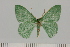  ( - BC_ZSM_Lep_121428)  @11 [ ] by-nc-sa (2025) SNSB, Staatliche Naturwissenschaftliche Sammlungen Bayerns ZSM (SNSB, Zoologische Staatssammlung Muenchen)