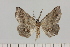  ( - BC_ZSM_Lep_121441)  @11 [ ] by-nc-sa (2025) SNSB, Staatliche Naturwissenschaftliche Sammlungen Bayerns ZSM (SNSB, Zoologische Staatssammlung Muenchen)