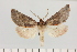  ( - BC_ZSM_Lep_121446)  @11 [ ] by-nc-sa (2025) SNSB, Staatliche Naturwissenschaftliche Sammlungen Bayerns ZSM (SNSB, Zoologische Staatssammlung Muenchen)