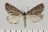  (Parectropis simplex - BC_ZSM_Lep_121452)  @11 [ ] by-nc-sa (2025) SNSB, Staatliche Naturwissenschaftliche Sammlungen Bayerns ZSM (SNSB, Zoologische Staatssammlung Muenchen)