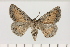  ( - BC_ZSM_Lep_121453)  @11 [ ] by-nc-sa (2025) SNSB, Staatliche Naturwissenschaftliche Sammlungen Bayerns ZSM (SNSB, Zoologische Staatssammlung Muenchen)