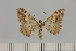  ( - BC_ZSM_Lep_121462)  @11 [ ] by-nc-sa (2025) SNSB, Staatliche Naturwissenschaftliche Sammlungen Bayerns ZSM (SNSB, Zoologische Staatssammlung Muenchen)