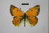  (Colias delshade - BC_ZSM_Lep_121572)  @11 [ ] by-nc-sa (2025) SNSB, Staatliche Naturwissenschaftliche Sammlungen Bayerns ZSM (SNSB, Zoologische Staatssammlung Muenchen)