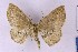  ( - BC_ZSM_Lep_121607)  @11 [ ] by-nc-sa (2025) SNSB, Staatliche Naturwissenschaftliche Sammlungen Bayerns ZSM (SNSB, Zoologische Staatssammlung Muenchen)