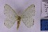  ( - BC_ZSM_Lep_121610)  @11 [ ] by-nc-sa (2025) SNSB, Staatliche Naturwissenschaftliche Sammlungen Bayerns ZSM (SNSB, Zoologische Staatssammlung Muenchen)