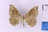  ( - BC_ZSM_Lep_121612)  @11 [ ] by-nc-sa (2025) SNSB, Staatliche Naturwissenschaftliche Sammlungen Bayerns ZSM (SNSB, Zoologische Staatssammlung Muenchen)