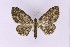  ( - BC_ZSM_Lep_121614)  @11 [ ] by-nc-sa (2025) SNSB, Staatliche Naturwissenschaftliche Sammlungen Bayerns ZSM (SNSB, Zoologische Staatssammlung Muenchen)