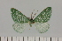  ( - BC_ZSM_Lep_121648)  @11 [ ] by-nc-sa (2025) SNSB, Staatliche Naturwissenschaftliche Sammlungen Bayerns ZSM (SNSB, Zoologische Staatssammlung Muenchen)