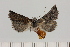  ( - BC_ZSM_Lep_121660)  @11 [ ] by-nc-sa (2025) SNSB, Staatliche Naturwissenschaftliche Sammlungen Bayerns ZSM (SNSB, Zoologische Staatssammlung Muenchen)