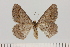  (Chiasmia nobilitata - BC_ZSM_Lep_121670)  @11 [ ] by-nc-sa (2025) SNSB, Staatliche Naturwissenschaftliche Sammlungen Bayerns ZSM (SNSB, Zoologische Staatssammlung Muenchen)