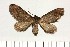  ( - BC_ZSM_Lep_121675)  @11 [ ] by-nc-sa (2025) SNSB, Staatliche Naturwissenschaftliche Sammlungen Bayerns ZSM (SNSB, Zoologische Staatssammlung Muenchen)