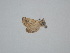  ( - BC_ZSM_Lep_121705)  @11 [ ] by-nc-sa (2025) SNSB, Staatliche Naturwissenschaftliche Sammlungen Bayerns ZSM (SNSB, Zoologische Staatssammlung Muenchen)
