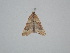  ( - BC_ZSM_Lep_121718)  @11 [ ] by-nc-sa (2025) SNSB, Staatliche Naturwissenschaftliche Sammlungen Bayerns ZSM (SNSB, Zoologische Staatssammlung Muenchen)