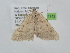  ( - BC_ZSM_Lep_121743)  @11 [ ] by-nc-sa (2025) SNSB, Staatliche Naturwissenschaftliche Sammlungen Bayerns ZSM (SNSB, Zoologische Staatssammlung Muenchen)