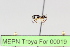  ( - MEPN Troya For 00019)  @11 [ ] Copyright (2012) Adrian Troya MEPN