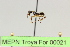  (Camponotus sp. 8 - MEPN Troya For 00021)  @11 [ ] Copyright (2012) Adrian Troya MEPN