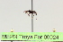  (Camponotus sp. 9 - MEPN Troya For 00024)  @12 [ ] Copyright (2012) Adrian Troya MEPN