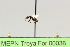  ( - MEPN Troya For 00036)  @11 [ ] Copyright (2012) Adrian Troya MEPN