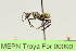  ( - MEPN Troya For 00090)  @14 [ ] Copyright (2012) Adrian Troya MEPN