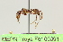  (Ectatomma tuberculatum - MEPN Troya For 00091)  @14 [ ] Copyright (2012) Adrian Troya MEPN