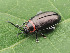  ( - GWZ-5)  @11 [ ] No Rights Reserved (2021) Unspecified California Academy of Sciences