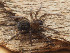 ( - GWZ-30)  @11 [ ] No Rights Reserved (2022) Unspecified Carnegie Museum of Natural History