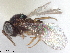  ( - CNC1735857)  @11 [ ] CreativeCommons - Attribution (2021) CBG Photography Group Centre for Biodiversity Genomics