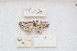  (Eupithecia monticolans - HA_LEP101)  @11 [ ] CreativeCommons - Attribution Non-Commercial Share-Alike (2022) Unspecified USGS Pacific Island Ecosystems Research Center