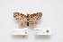  (Eupithecia monticolans - HA_LEP35)  @11 [ ] CreativeCommons - Attribution Non-Commercial Share-Alike (2022) Unspecified USGS Pacific Island Ecosystems Research Center