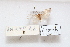  ( - HA_LEP72)  @11 [ ] CreativeCommons - Attribution Non-Commercial Share-Alike (2022) Unspecified USGS Pacific Island Ecosystems Research Center