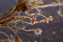  ( - NH0150)  @11 [ ] by-nc-sa (2021) Luis Martell University Museum of Bergen, Natural History Collections