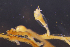  ( - NH0967)  @11 [ ] by-nc-sa (2022) Luis Martell University Museum of Bergen, Natural History Collections
