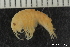  ( - NTNU-VM 78132)  @11 [ ] Creative Commons BY NC SA (2020) University of Bergen Natural History Collections